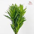 Dracaena Green (Song of Jamaica 百合竹) - (5 Stems)