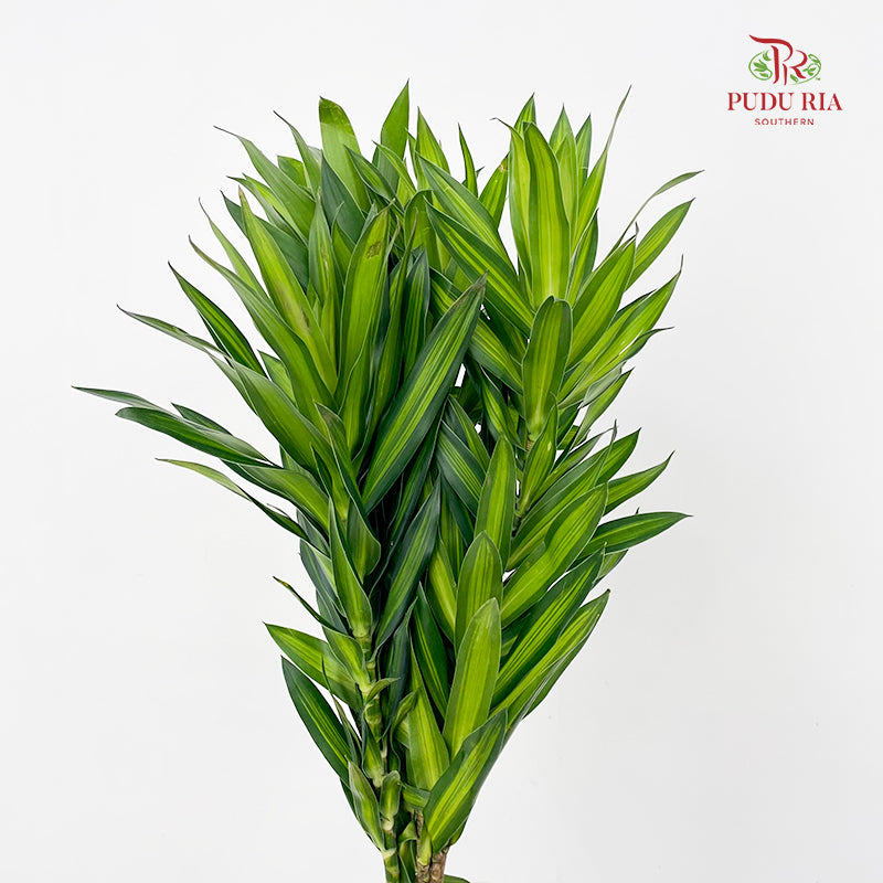 Dracaena Green (Song of Jamaica 百合竹) - (5 Stems)