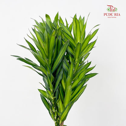 Dracaena Green (Song of Jamaica 百合竹) - (5 Stems)