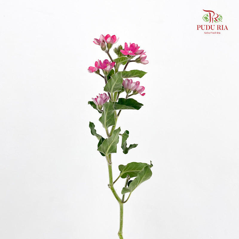 Oxypetalum Pink - (Per Bundle)