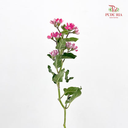 Oxypetalum Pink - (Per Bundle)