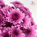 Chrysanthemum Pompom Purple 5 - (10-12 Stems)