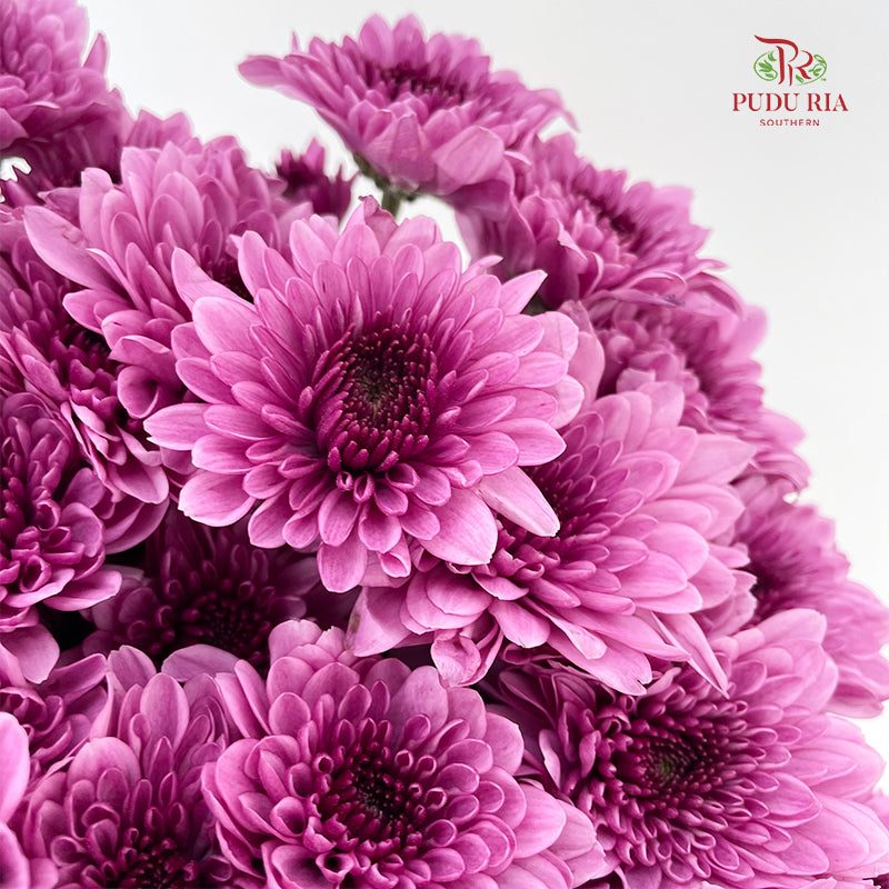 Chrysanthemum Pompom Purple 5 - (10-12 Stems)