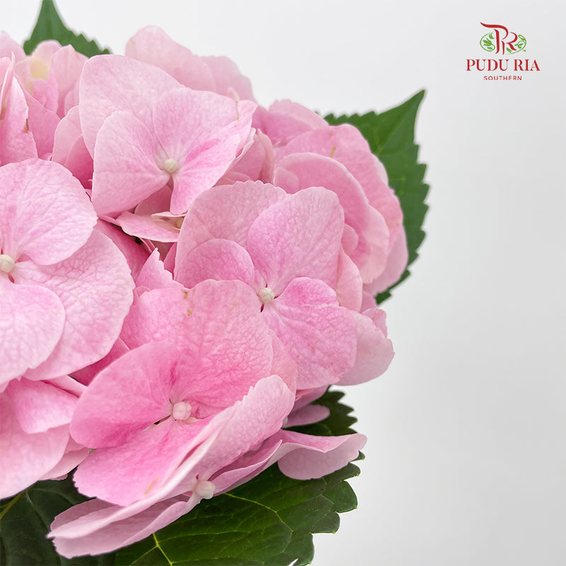 Hydrangea Pink - (Per Stem)
