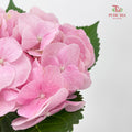 Hydrangea Pink - (Per Stem)