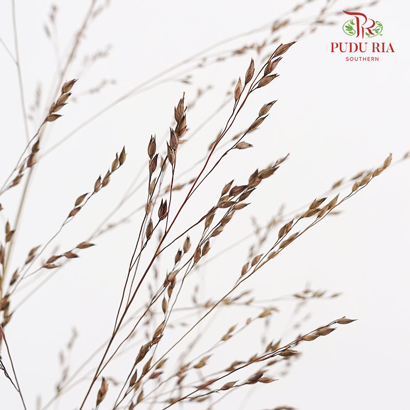 Switchgrass (Ornamental grass) 柳枝稷 - (Per Bundle)