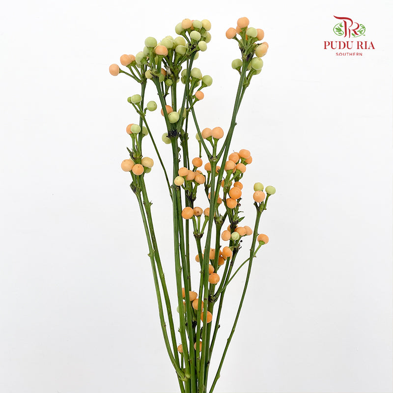 Mini Chili 观赏小辣椒 - (Per Bundle)