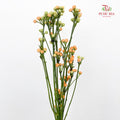 Mini Chili 观赏小辣椒 - (Per Bundle)