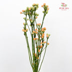Mini Chili 观赏小辣椒 - (Per Bundle)