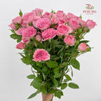 Rose Spray Cheering Squad Pink - (8-10 Stems)
