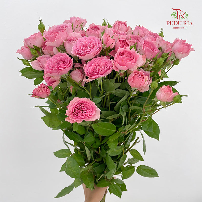 Rose Spray Cheering Squad Pink - (8-10 Stems)