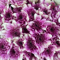 Chrysanthemum Pompom Purple/White 1 - (10-12 Stems)