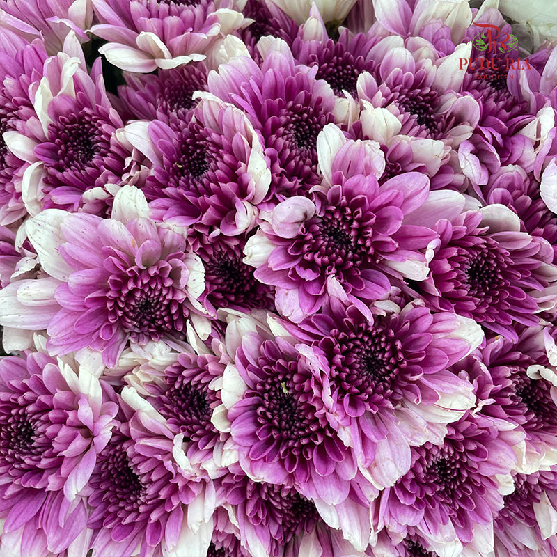 Chrysanthemum Pompom Purple/White 1 - (10-12 Stems)