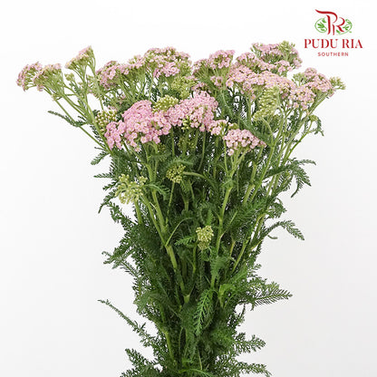 Achillea / Yarrow Pink - Pudu Ria Florist Southern