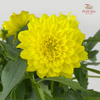 Dahlia Plant 大丽花