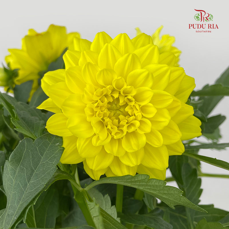Dahlia Plant 大丽花