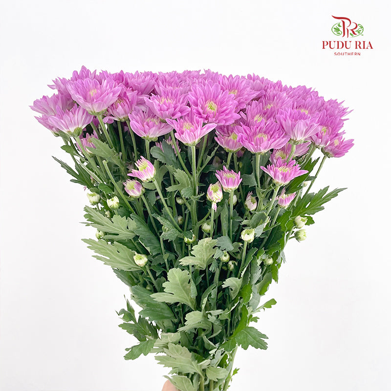 Chrysanthemum Pompom Purple 1 - (10-12 Stems)