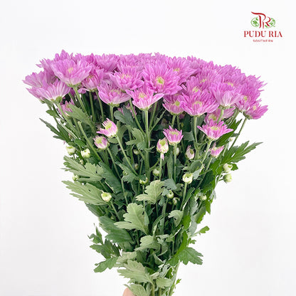 Chrysanthemum Pompom Purple 1 - (10-12 Stems)