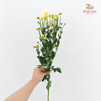 Chrysanthemum Pompom Daisy Egg - (10-12 Stems)
