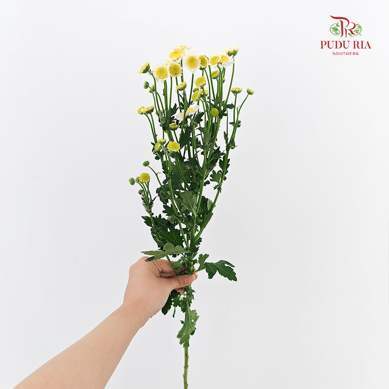 Chrysanthemum Pompom Daisy Egg - (10-12 Stems)