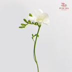 Freesia White - (Per Bundle)