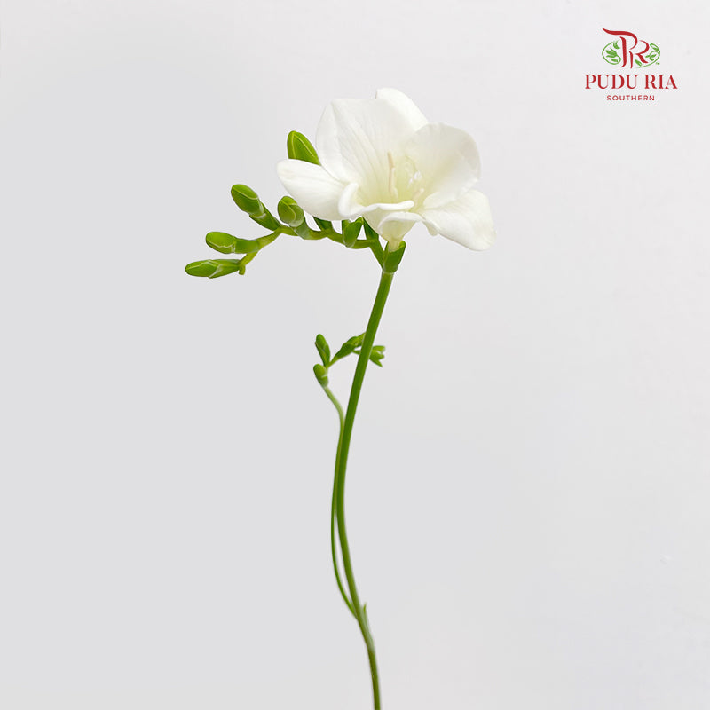 Freesia White - (Per Bundle)