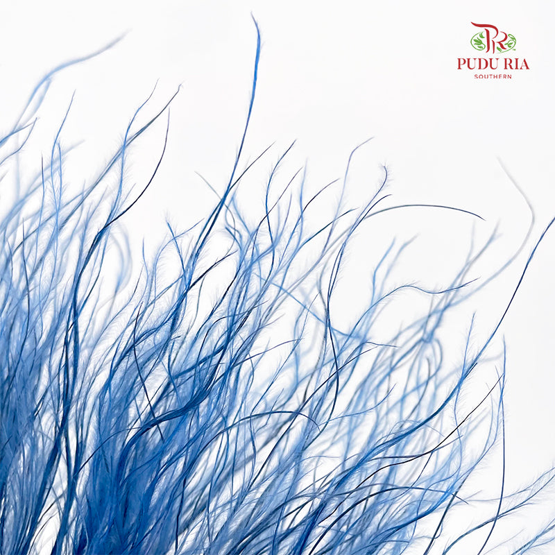 Dry Stipa Grass (Feather Grass) Blue