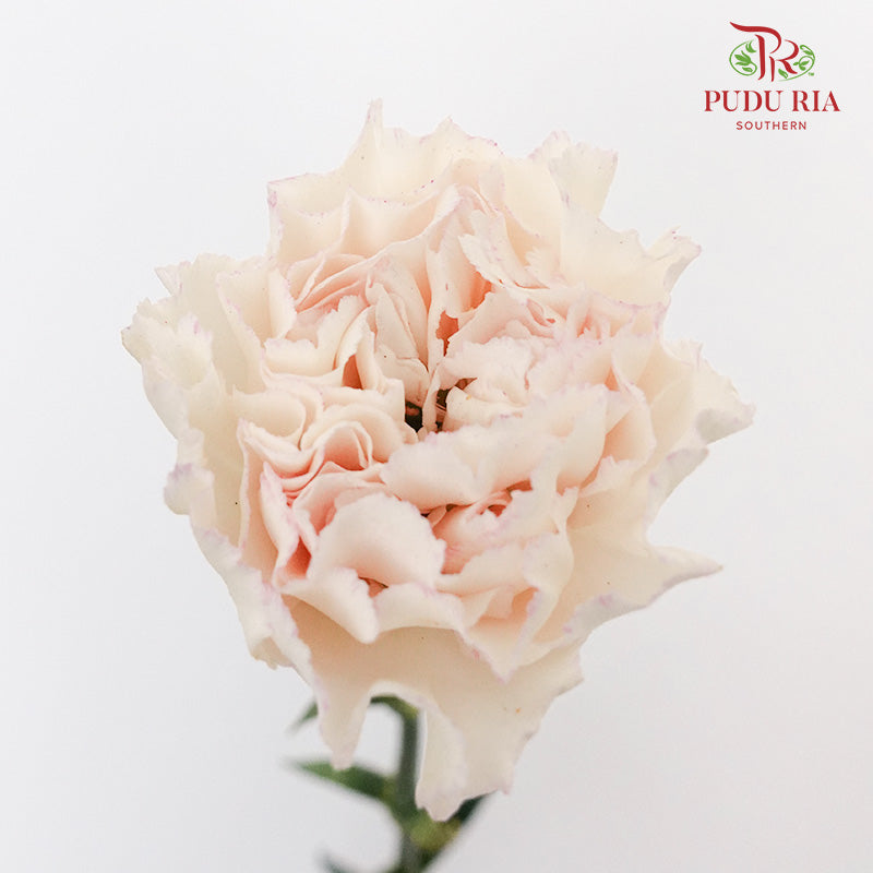 Carnation St Huan Yan (18-20 Stems) - Pudu Ria Florist Southern