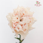 Carnation St Huan Yan (18-20 Stems) - Pudu Ria Florist Southern