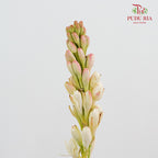 Tuberose 晚香玉 - (5 Stems)