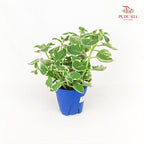 Plectranthus Anboinicus Var