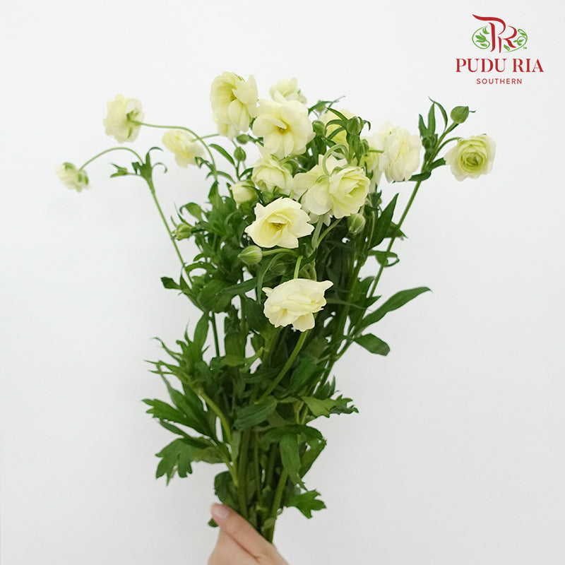 Ranunculus Butterfly Light Yellow (8 - 10 Stems) - Pudu Ria Florist Southern