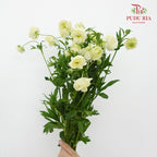 Ranunculus Butterfly Light Yellow (8 - 10 Stems) - Pudu Ria Florist Southern