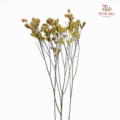 Limonium Sinese Yellow With Red (Caspia) - (2 Stems)