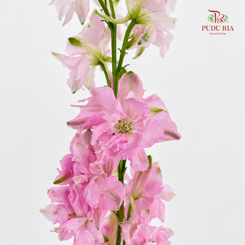 Delphinium Consolida Pink - ( Per Bundle)