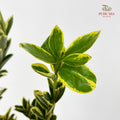 Euonymus fortunei Leaf 花叶海桐 - (Per Bundle)