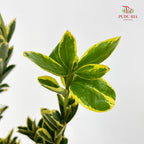 Euonymus fortunei Leaf 花叶海桐 - (Per Bundle)