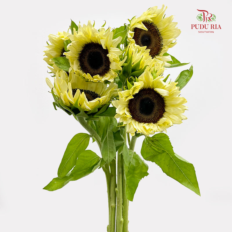 Sunflowers Yellow 向日葵 - (5 Stems)