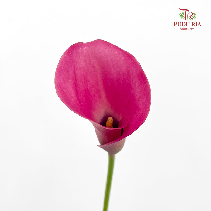 Calla Lily Pink 海芋 - (5 Stems)