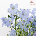 Delphinium Mini Blue - (5 Stems)
