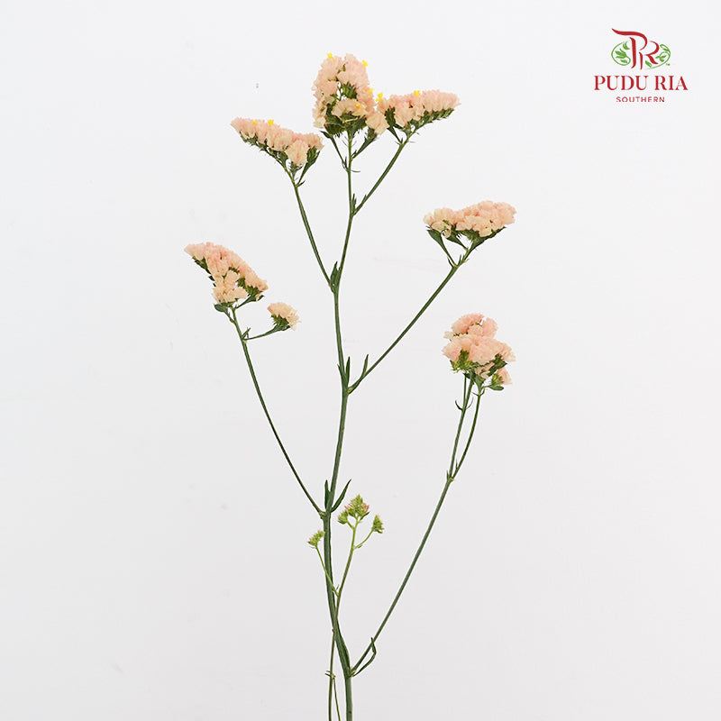 Statice Champagne 勿忘我 - (10 Stems)