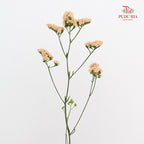 Statice Champagne 勿忘我 - (10 Stems)
