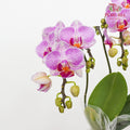 Phalaenopsis Orchid Purple White Mini Double Stem