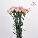 Carnation Seattle 西雅图康乃馨 - (18-20 Stems)