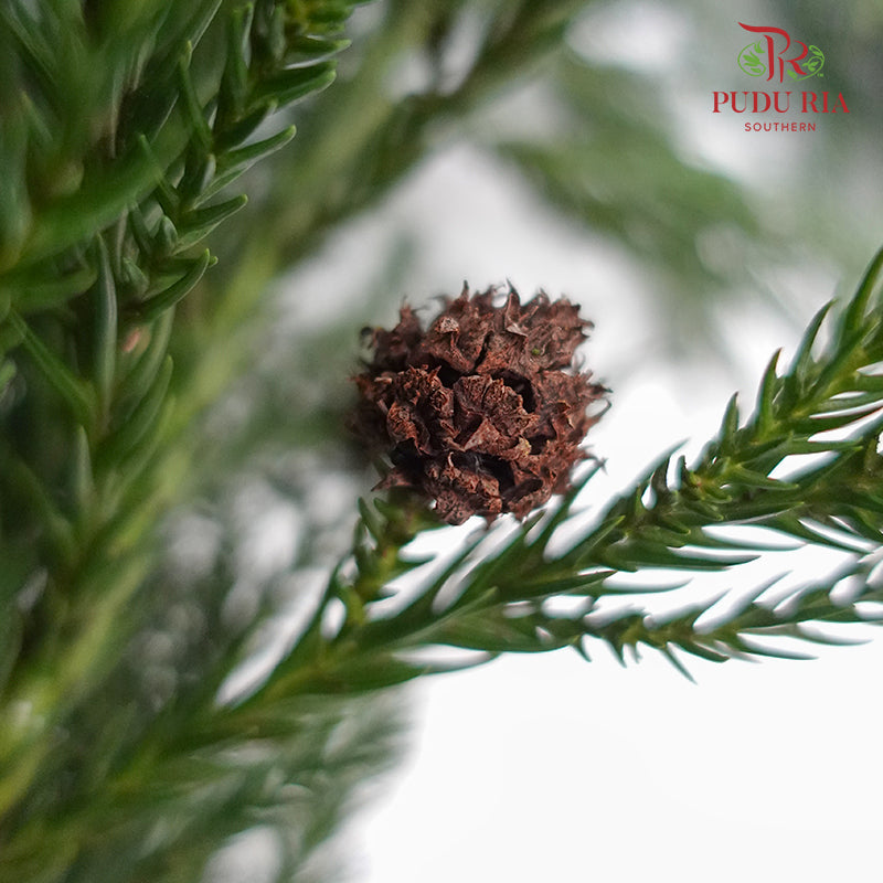 Cryptomeria - Pudu Ria Florist Southern