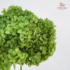 Preservative Hydrangea - Kelly Green / Per Stem