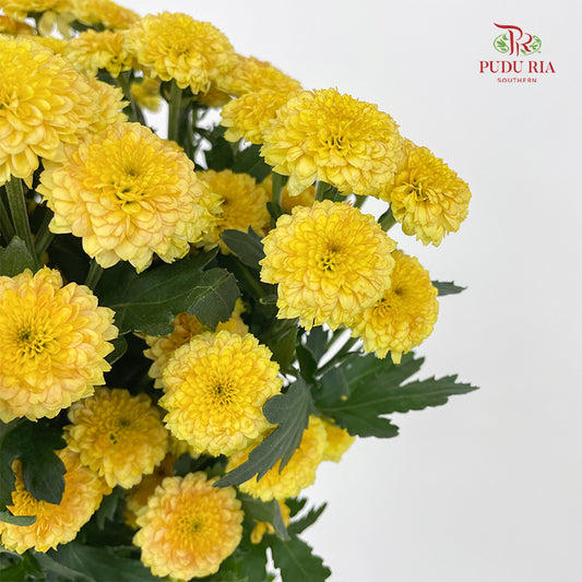 Chrysanthemum Calimero Pompom Miller Bronze - (10-12 Stems)