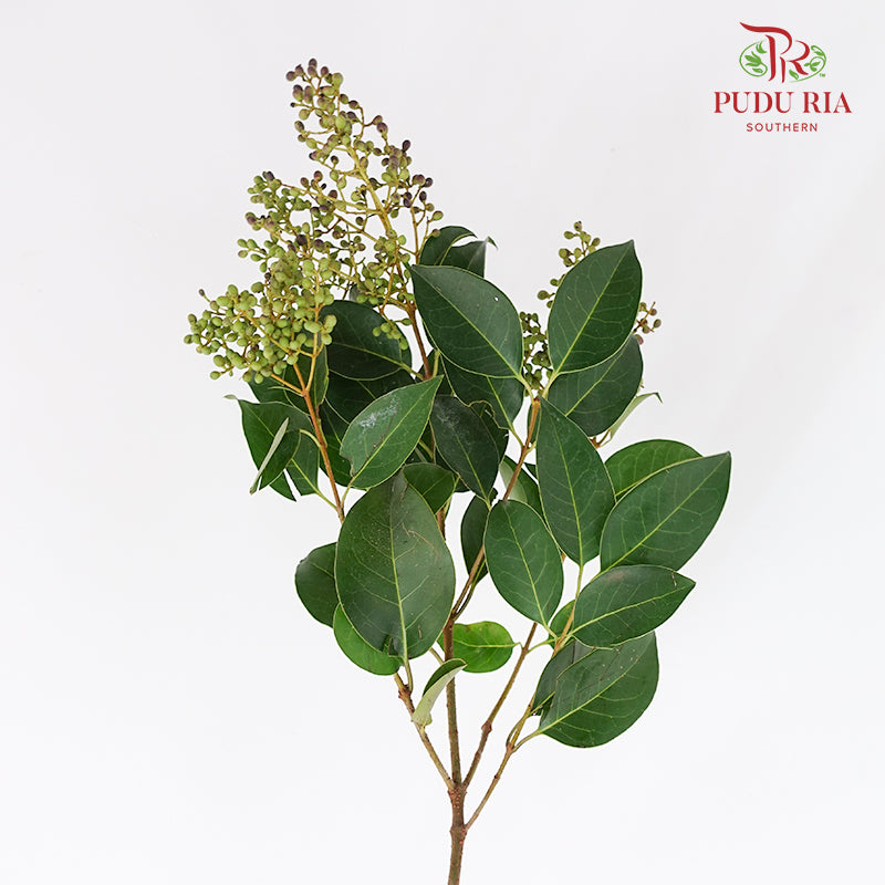 Ligustrum Lucidum (Mi Zhen Berry & Flower) 女贞 - (Per Bundle)