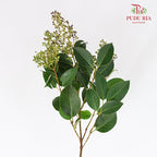 Ligustrum Lucidum (Mi Zhen Berry & Flower) 女贞 - (Per Bundle)