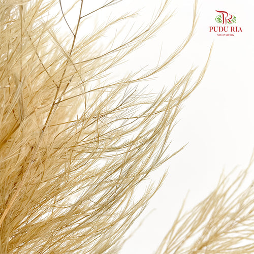 Preservative Luxuan Grass Light Brown